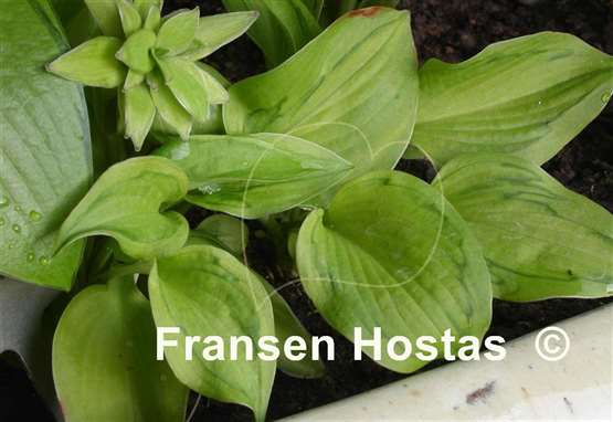 Hosta Tattoo